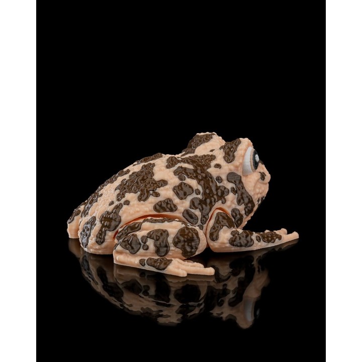 Grenouille Americaine Articulée - Figurine