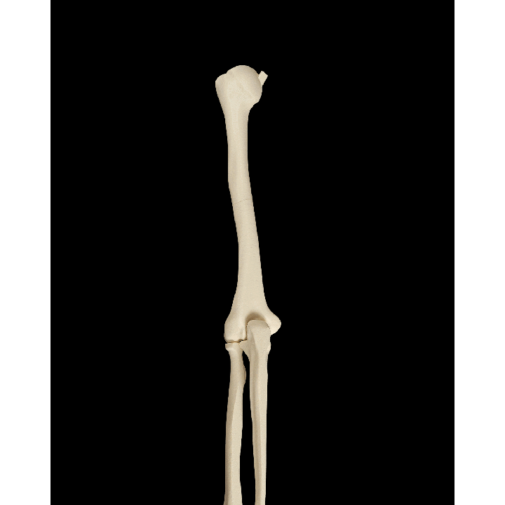 Membre supérieur – image 1