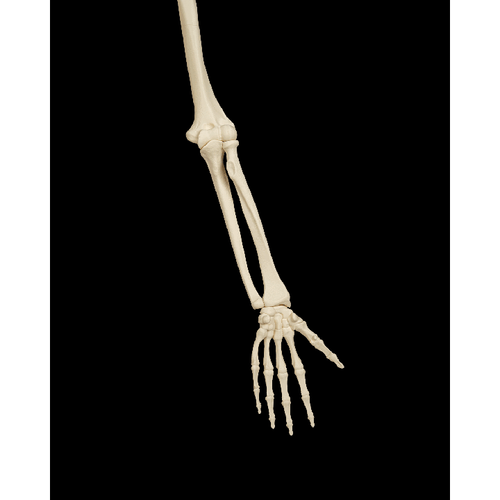 Membre supérieur – image 4