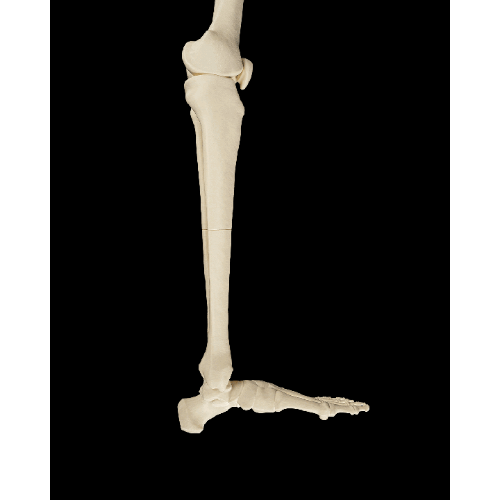 Membre inférieur – image 3