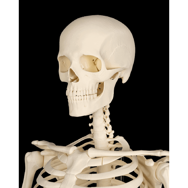Cranium – image 1