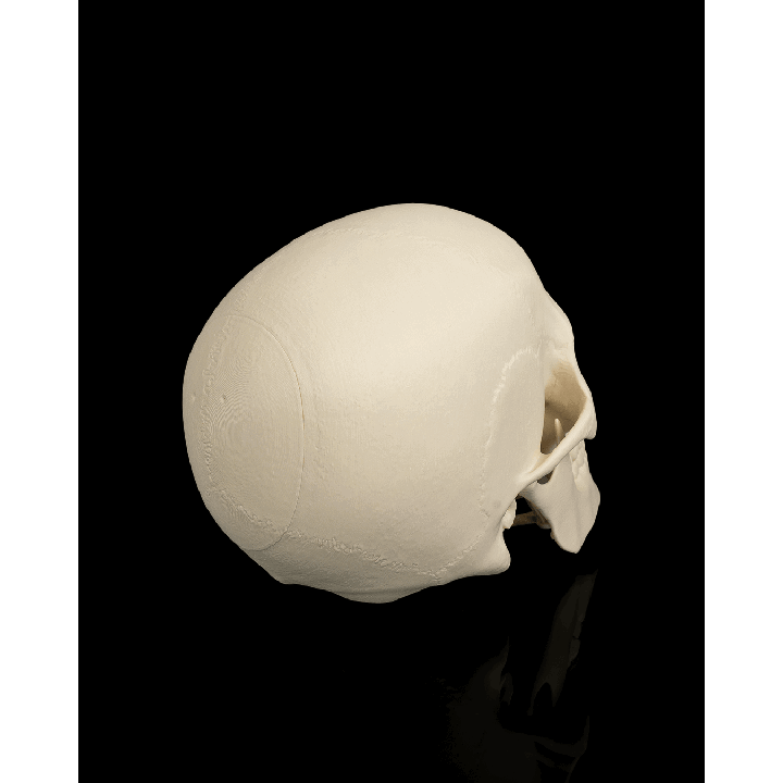 Cranium – image 2
