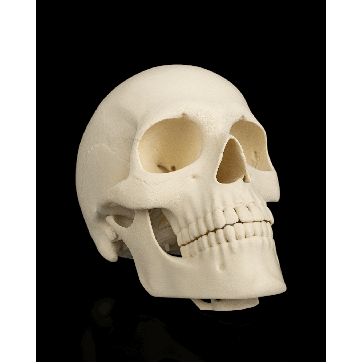 Cranium – image 3
