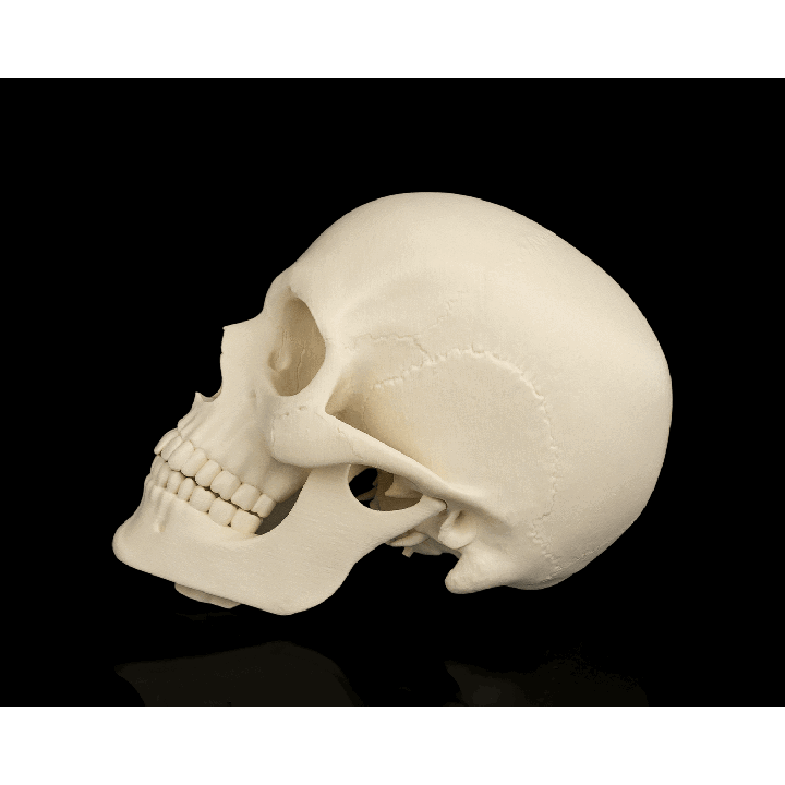 Cranium – image 4