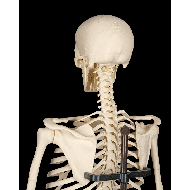 Cranium – image 5