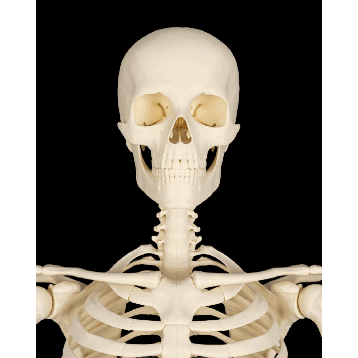 Cranium – image 6