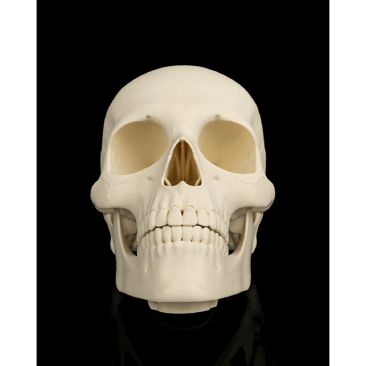 Cranium – image 7