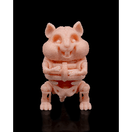 Squelette de hamster