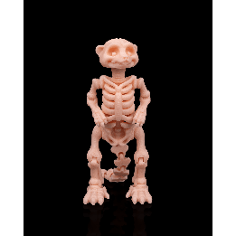 Squelette de suricate