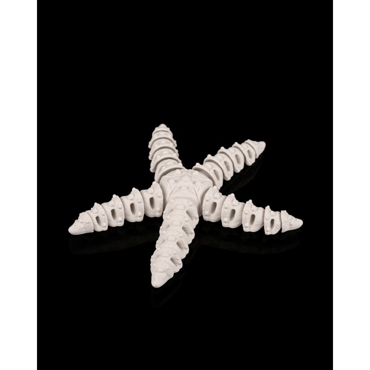 Squelette d'Étoile de Mer