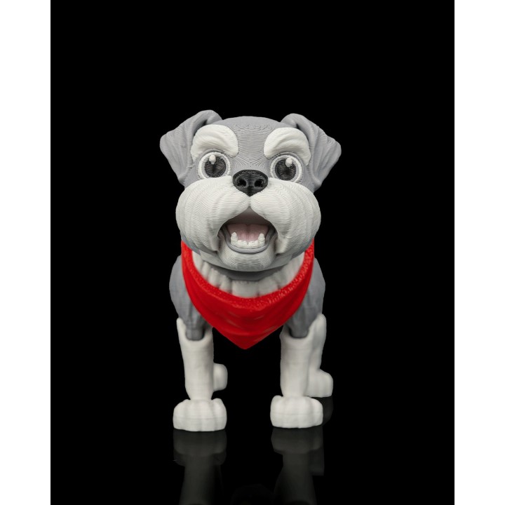 George, le Schnauzer