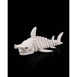Squelette de Requin