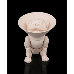 Peanut, le Carlin