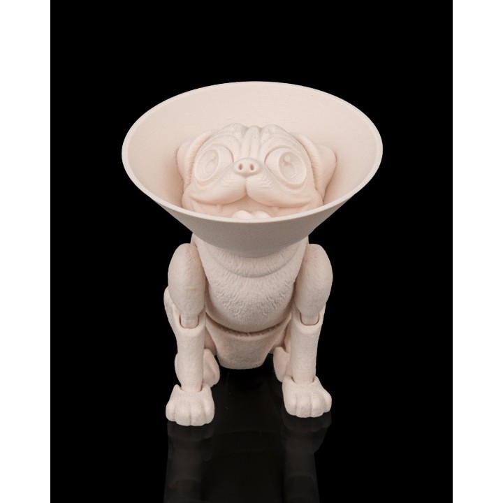 Peanut, le Carlin