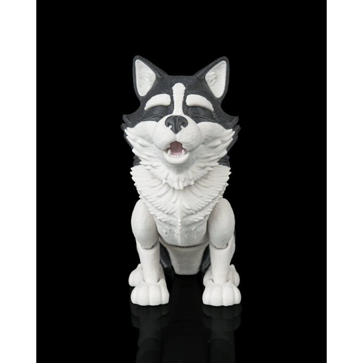 Niko, le Husky