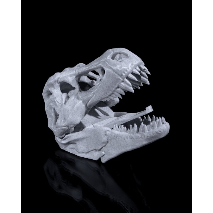 Porte-Manteau Crâne T-Rex – Crochet Mural Dinosaure