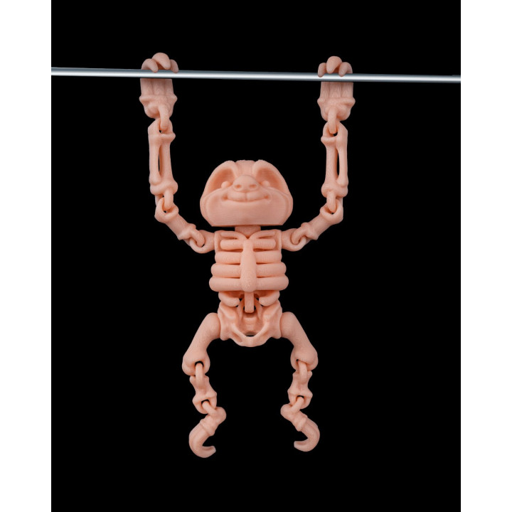 Paresseux Squelette Articulé – Skeleton Sloth
