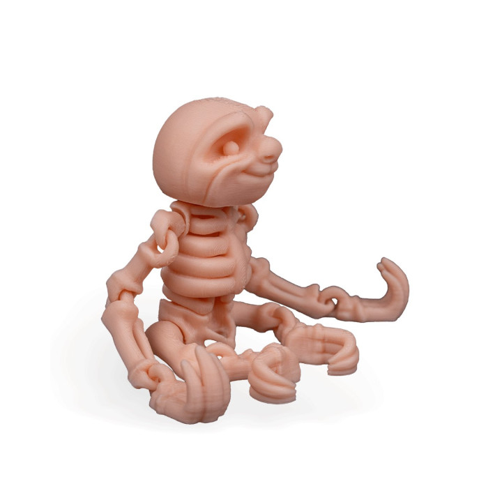Paresseux Squelette Articulé – Skeleton Sloth