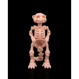 Squelette De Suricate – Figurine Articulée Originale