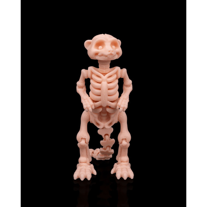 Squelette De Suricate – Figurine Articulée Originale