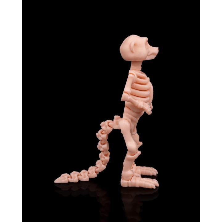 Squelette De Suricate – Figurine Articulée Originale