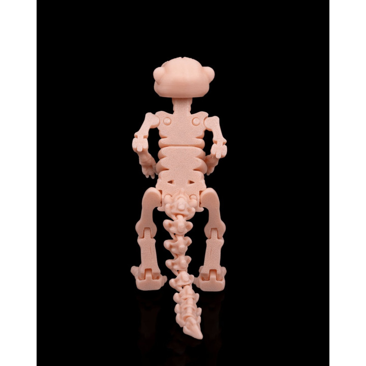 Squelette De Suricate – Figurine Articulée Originale