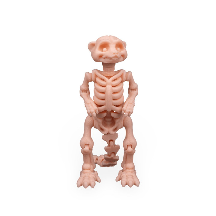 Squelette De Suricate – Figurine Articulée Originale