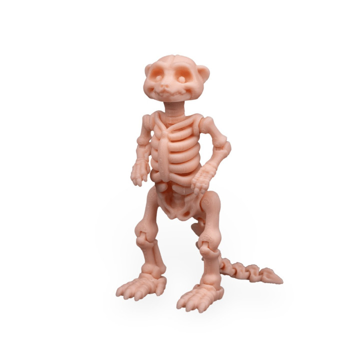 Squelette De Suricate – Figurine Articulée Originale