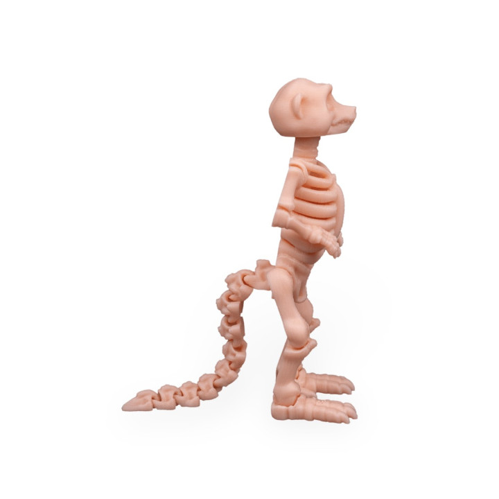 Squelette De Suricate – Figurine Articulée Originale