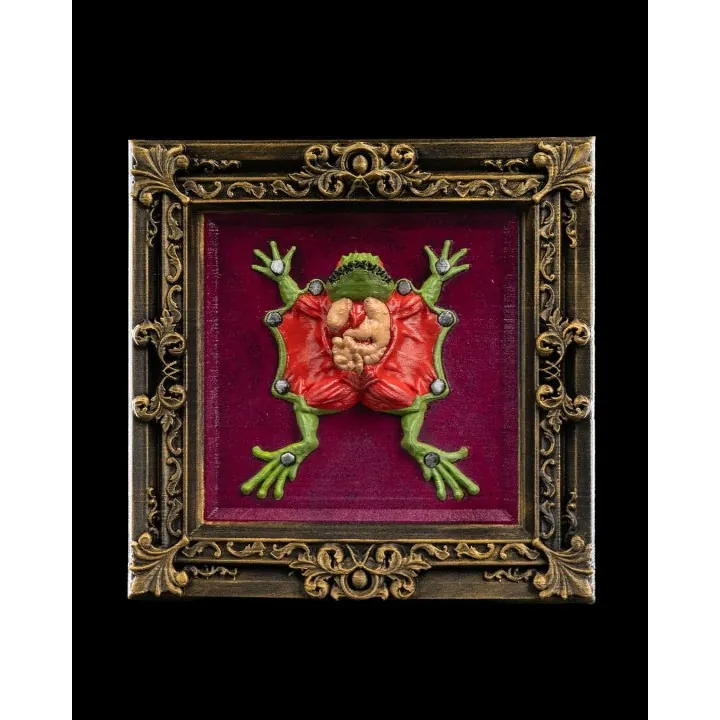 Cadre Grenouille Anatomique – Déco Bizarre Made Occitanie