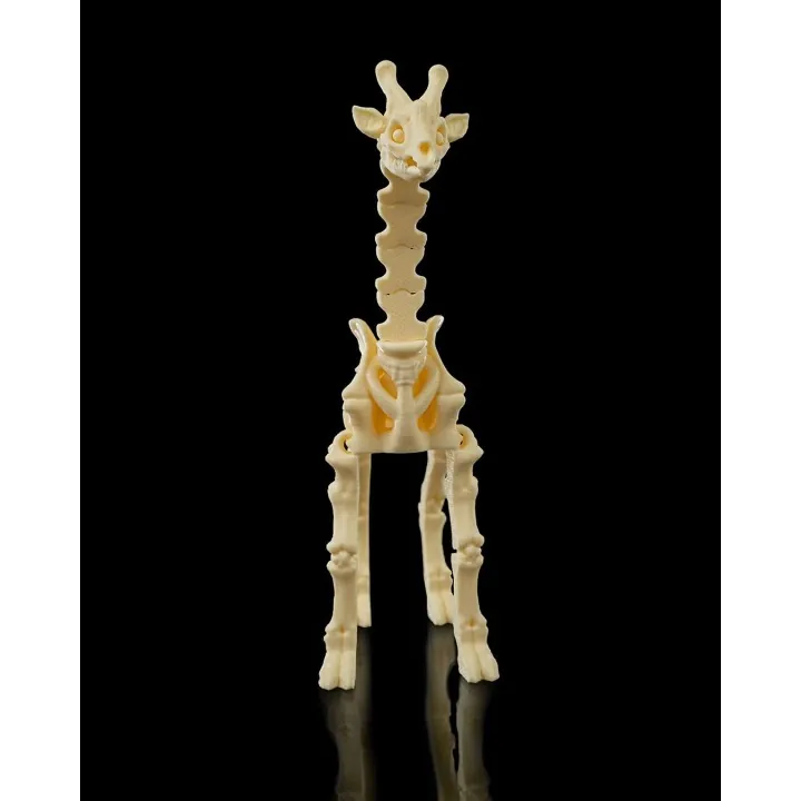 Squelette Girafe Fantastique – Made in Occitanie