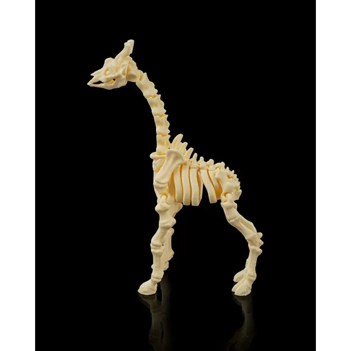 Squelette Girafe Fantastique – Made in Occitanie