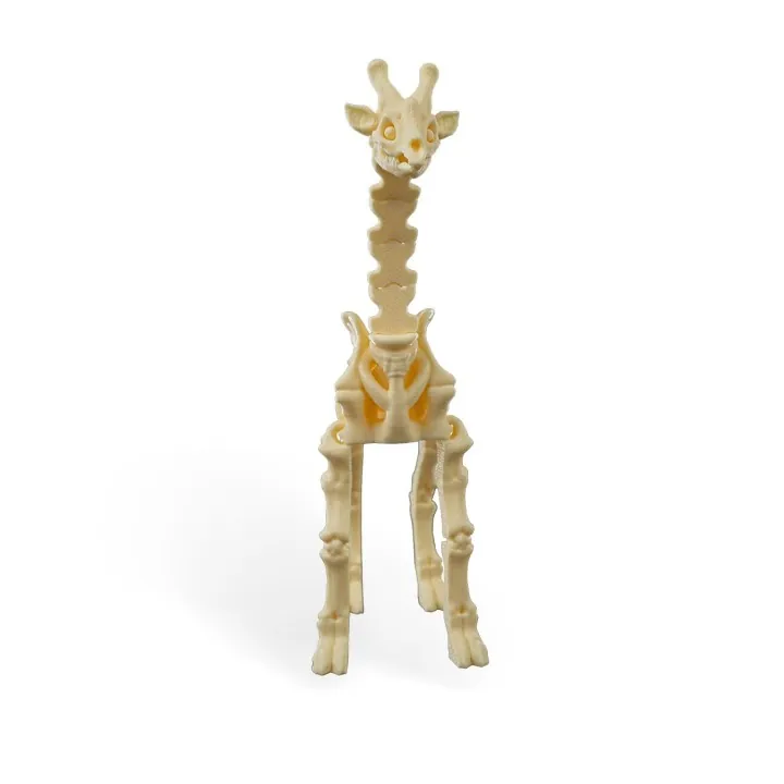 Squelette Girafe Fantastique – Made in Occitanie
