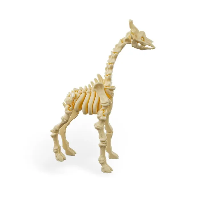 Squelette Girafe Fantastique – Made in Occitanie