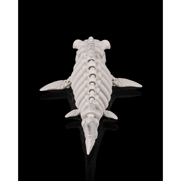 Requin Squelette Articulé – Skeleton Shark