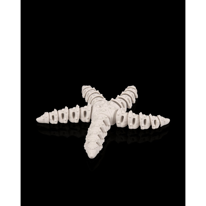 Étoile De Mer Squelette – Figurine Décorative Made In Occitanie