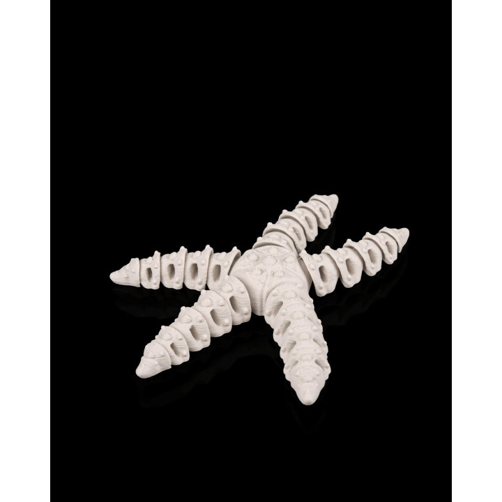 Étoile De Mer Squelette – Figurine Décorative Made In Occitanie