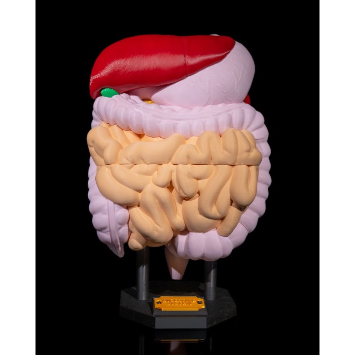 Digestive System Anatomical Model