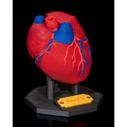 Heart Anatomical Model