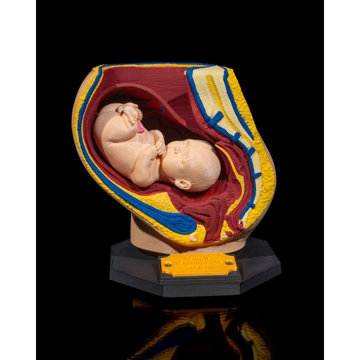 Female Reproductive System