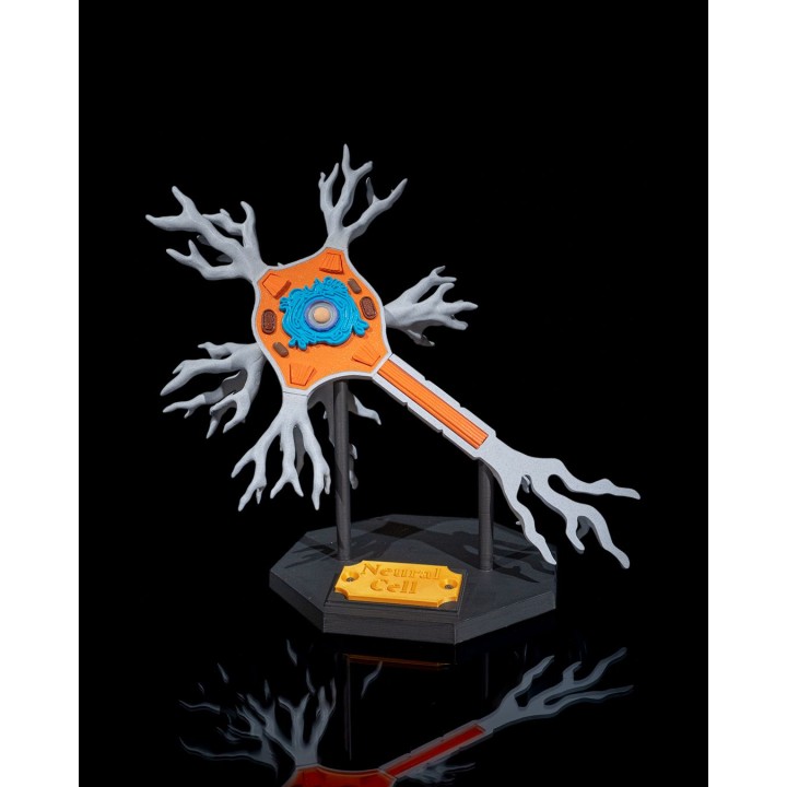 Neural Cell