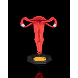 Uterus