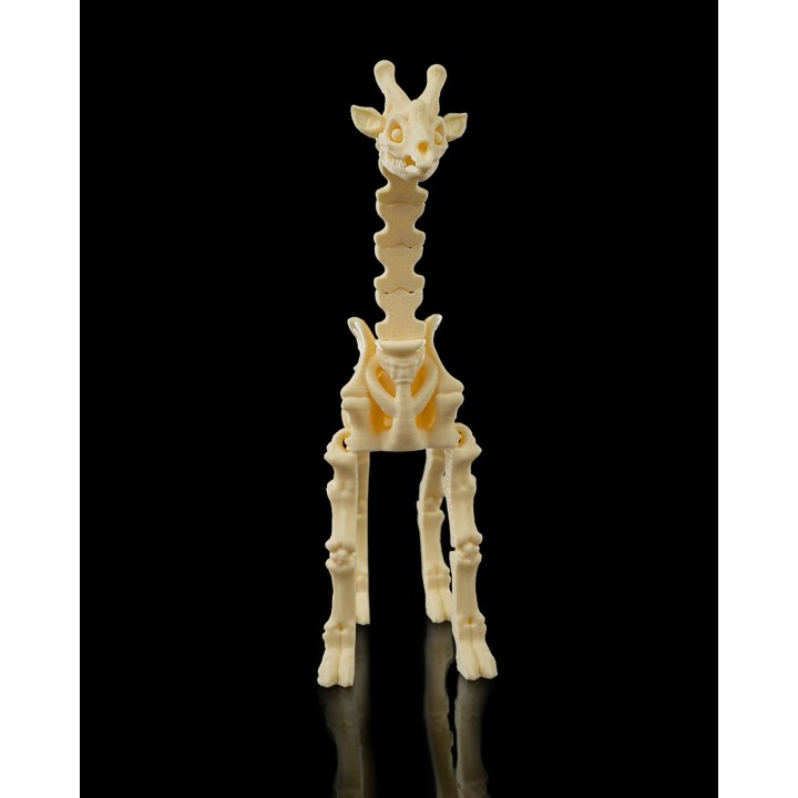 Skeleton Giraffe