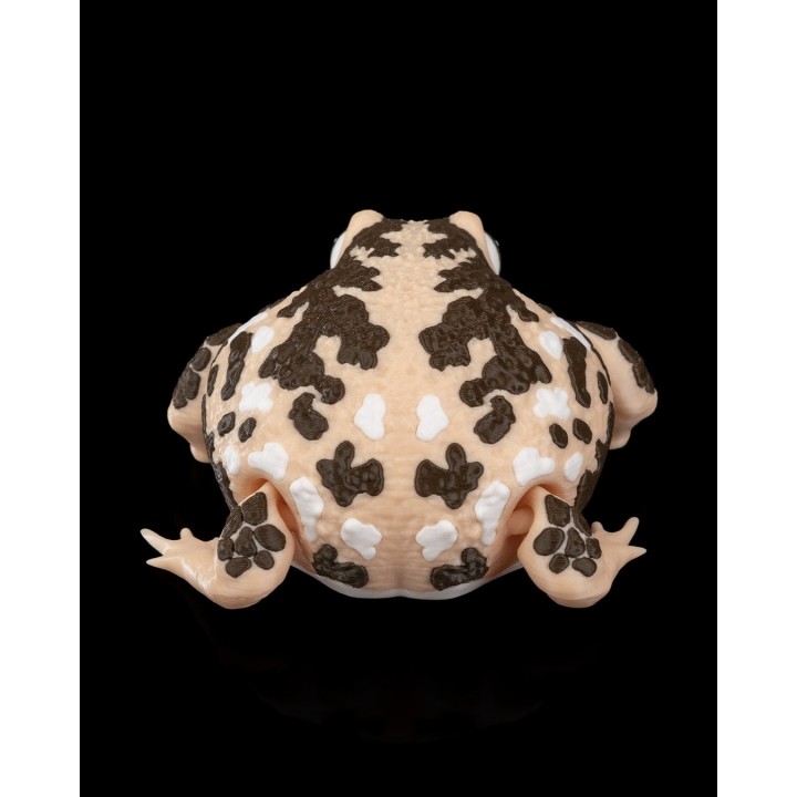 Humphrey, la Grenouille de Pluie