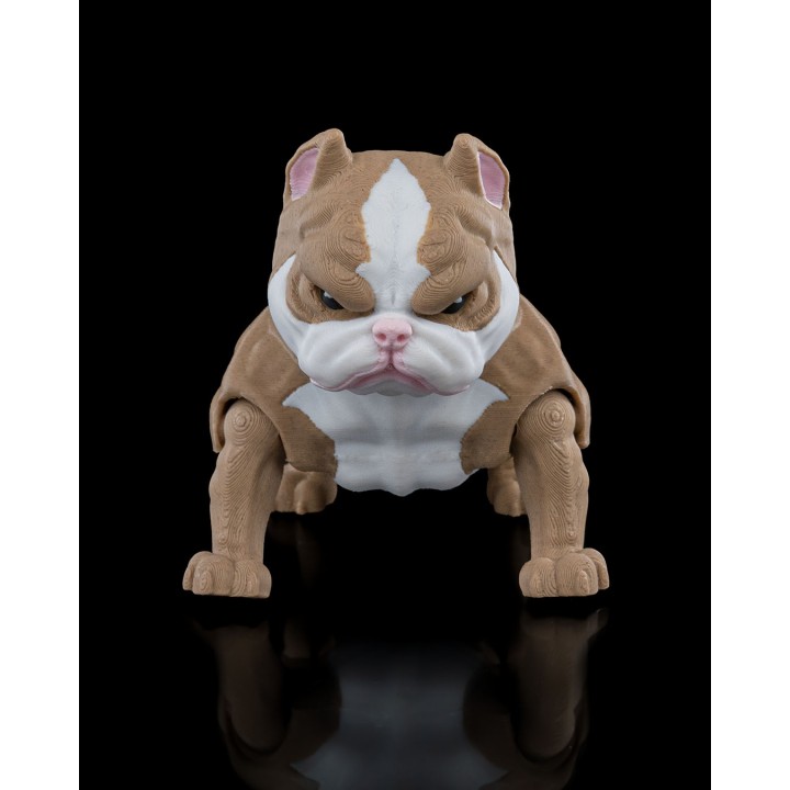 American Bully