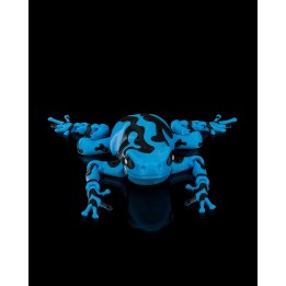 Darcy, the Poison Dart Frog