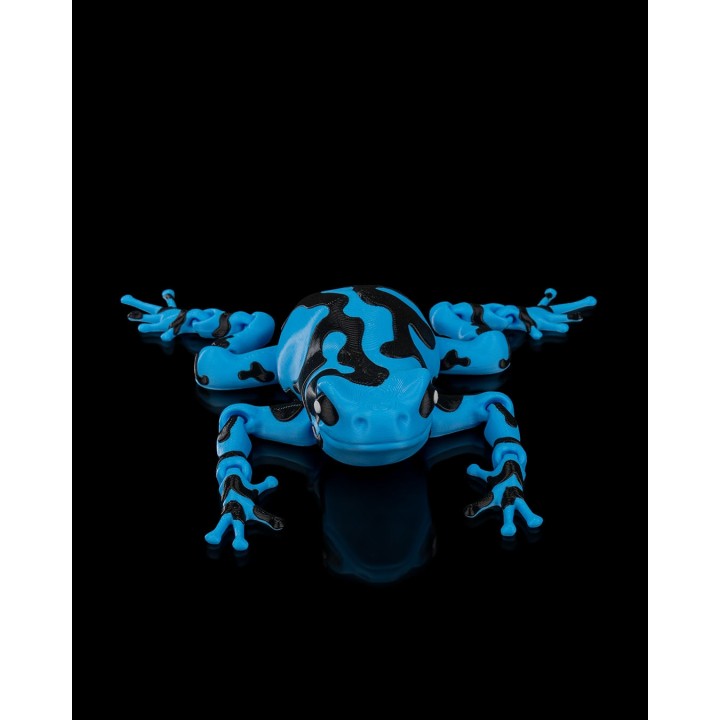 Darcy, the Poison Dart Frog