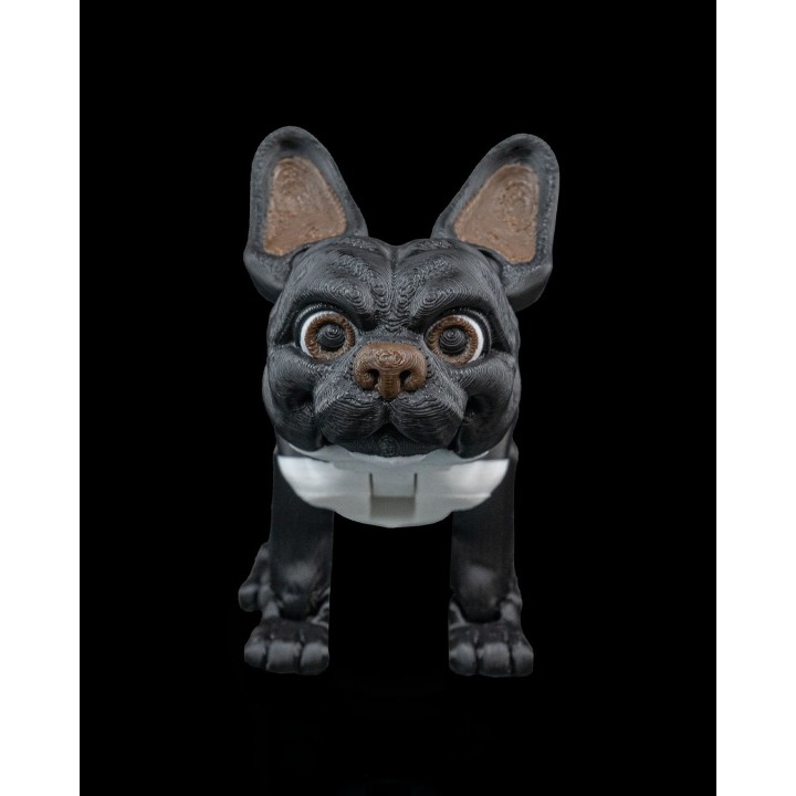Stella, le bouledogue français