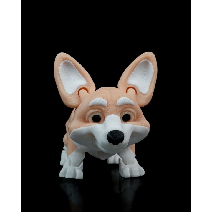 Rufus, the Welsh Corgi