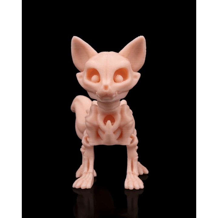 Squelette de Renard